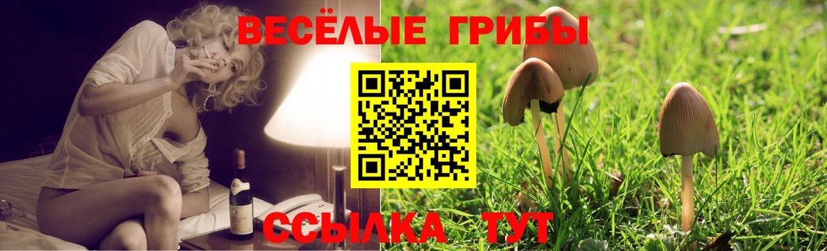Псилоцибиновые грибы Psilocybine cubensis Северск
